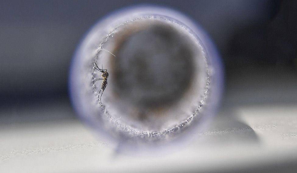 25-Aedes-aegypti 25-Aedes-aegypti