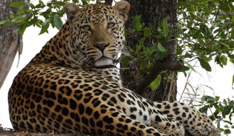 A leopard at MalaMala, caught on camera by Khandwala. 'Click' and save