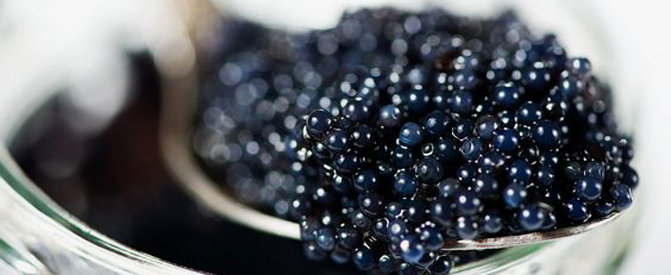 ossetra-caviar ossetra-caviar