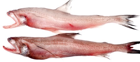 bombay-duck-1 bombay-duck-1
