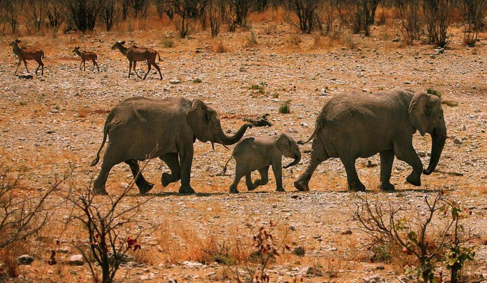 Flavour of the season: Etosha National Park in Namibia.
Homely planet