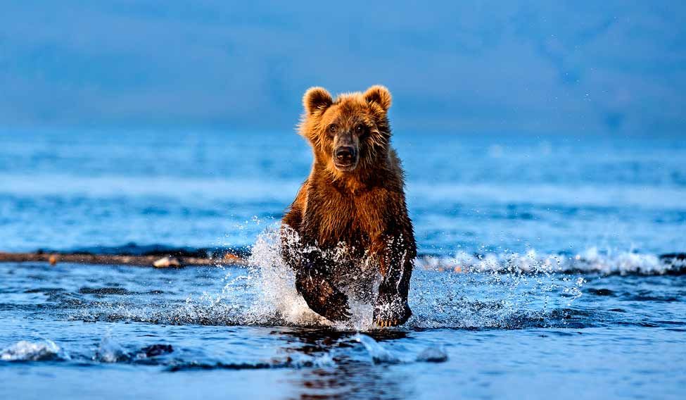 brown-bear-mohan brown-bear-mohan