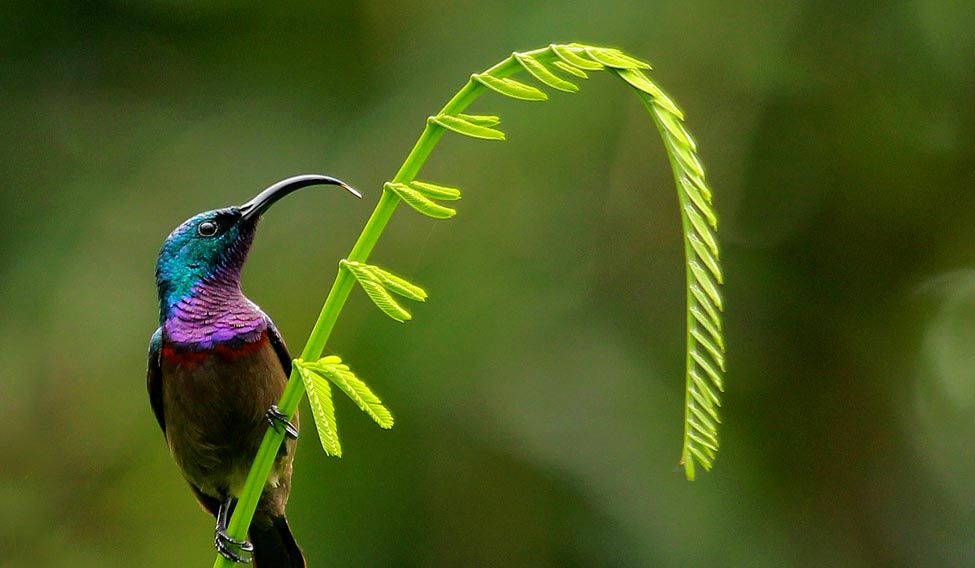 lotens-sunbird-aparna lotens-sunbird-aparna