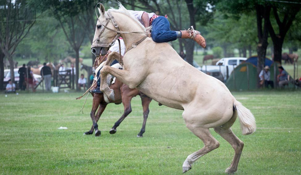 Jallikattu and other cruel sports Jallikattu and other cruel sports