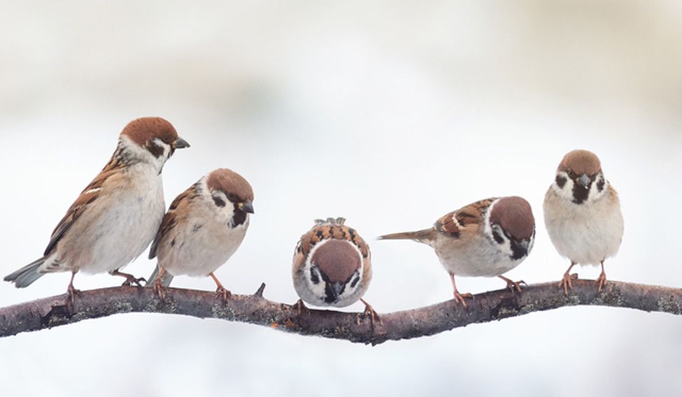 Little birdies in need for help Little birdies in need for help