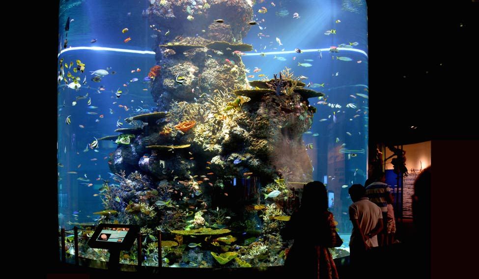 S.E.A. Aquarium Melting pot