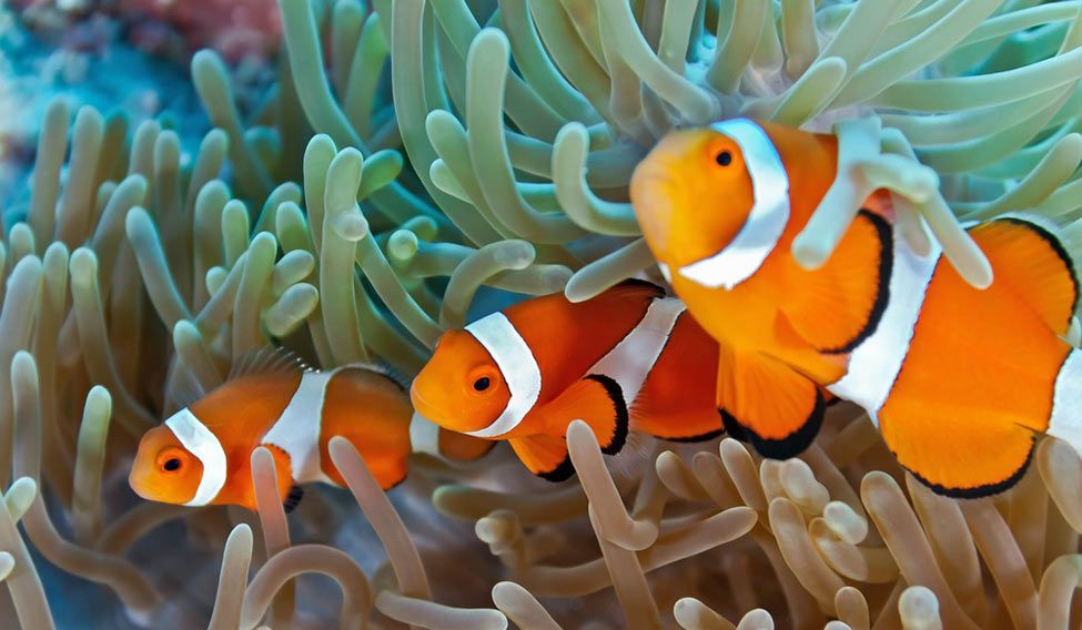 Clownfish on soft coral Life’s a beach