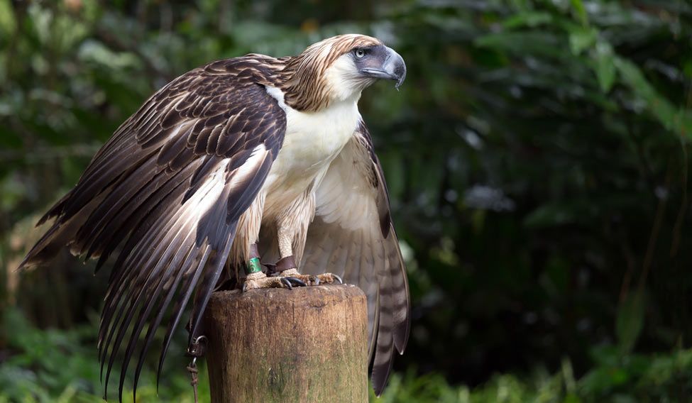 The Filipino eagle is a very rare and endangered species living in Davao Life’s a beach