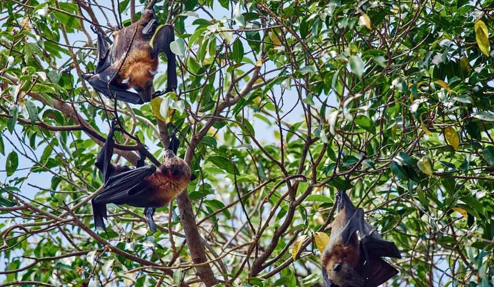 Fruit bats Life’s a beach