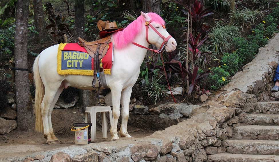 A white horse in Baguio City Islands of pleasure