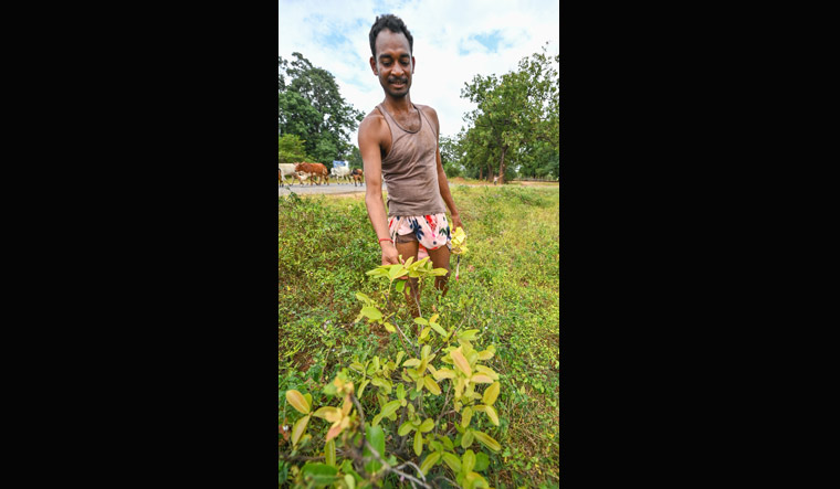 Chhattisgarh-polls-Tendu-Leaves--Vishnu-V-Nair.