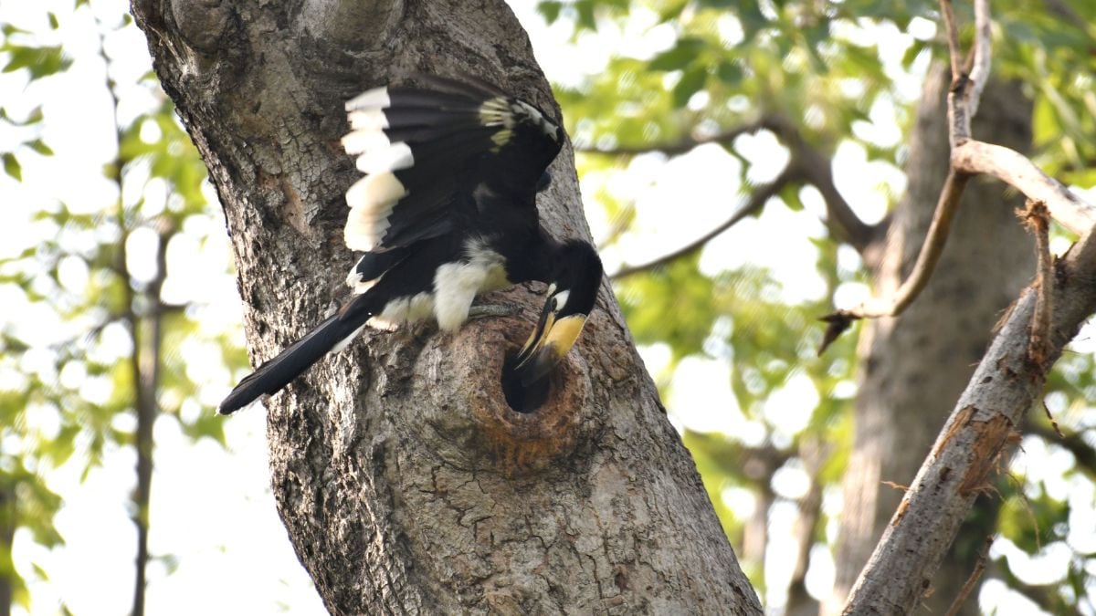 A Pied Hornbill feeding Grey Hornbill chicks atop a Semal tree in Delhi's Lodhi Garden | Sanjay Ahlawat