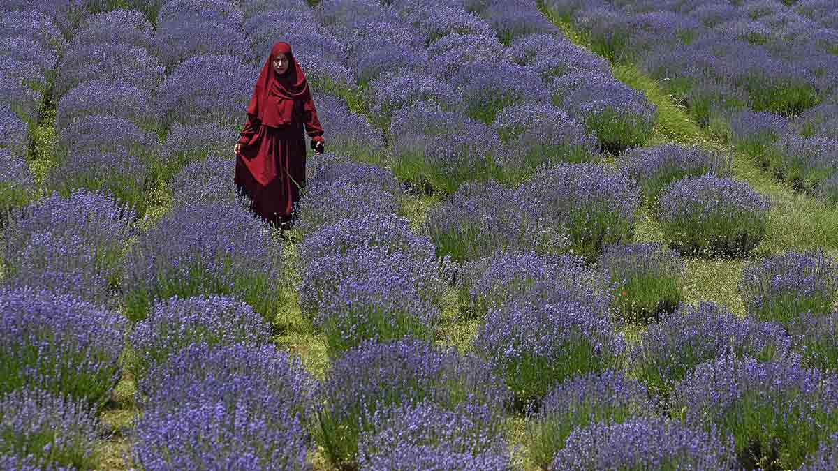 La‘wonder’ land: A lavender field in Sirhama village in Jammu and Kashmir’s Anantnag district | AFP
