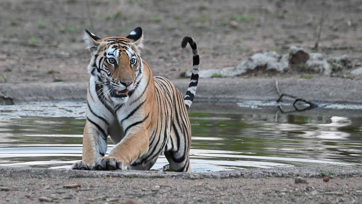Tiger | Salil Bera