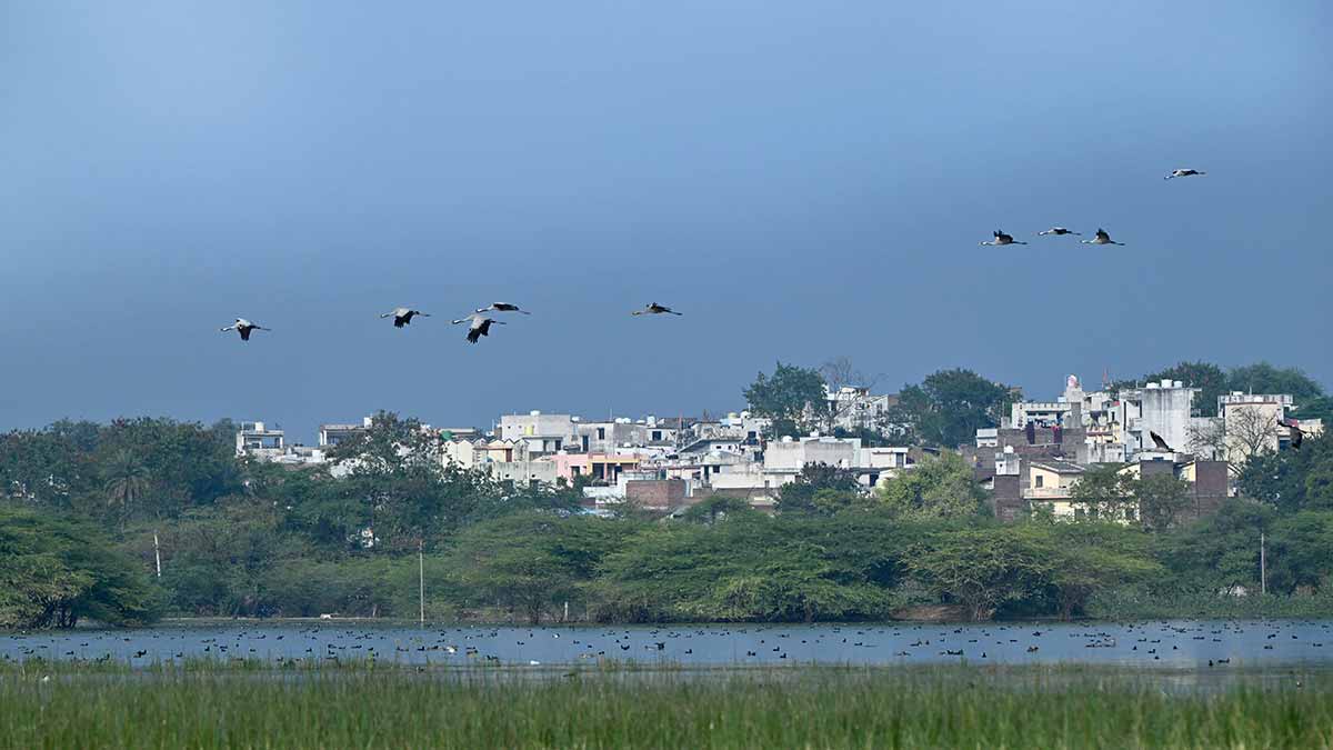 Flight path: Common Cranes over Menar | Sanjay Ahlawat