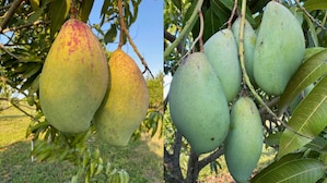 Mango economy: Shivraj Singh Chouhan orders ICAR to figure out Totapuri price collapse in Andhra