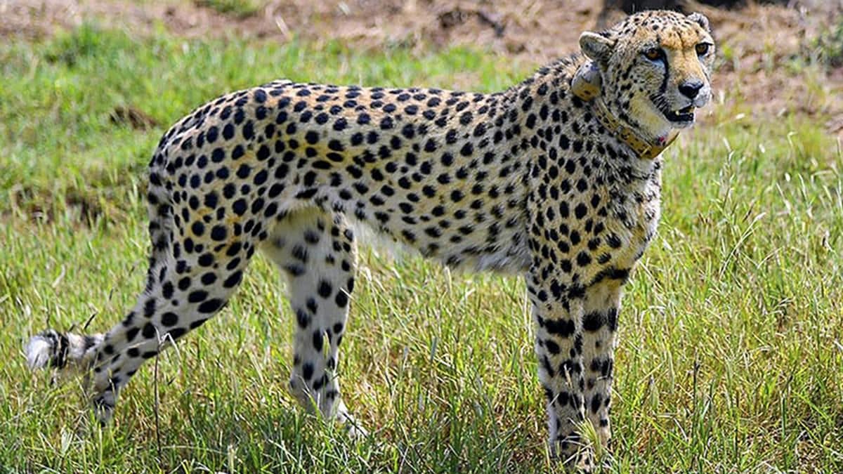[File] A cheetah after being released inside a special enclosure of the Kuno National Park in Madhya Pradesh on Sept 17, 2022, in line with India's Project Cheetah | PTI