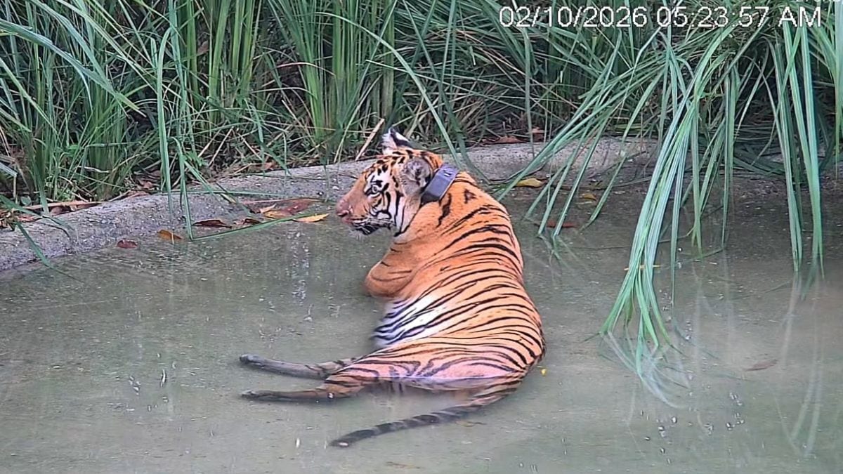 T138 has been fitted with a satellite collar to monitor her movements, and two more tigers have been identified for future reintroduction | Special arrangement