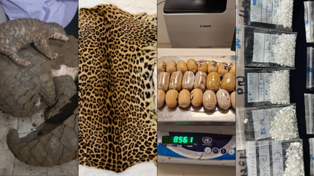 DRI seized items (from left): Pangolin and baby, leopard skin, gold capsules, diamonds | Ministry of Finance