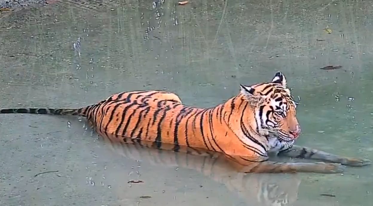 tigress-pic