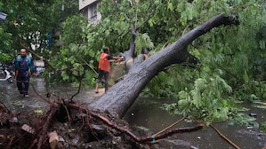 63-year-old man dies after tree falls on shop amid heavy rains in Mumbai; Roads, cars submerged in Maharashtra