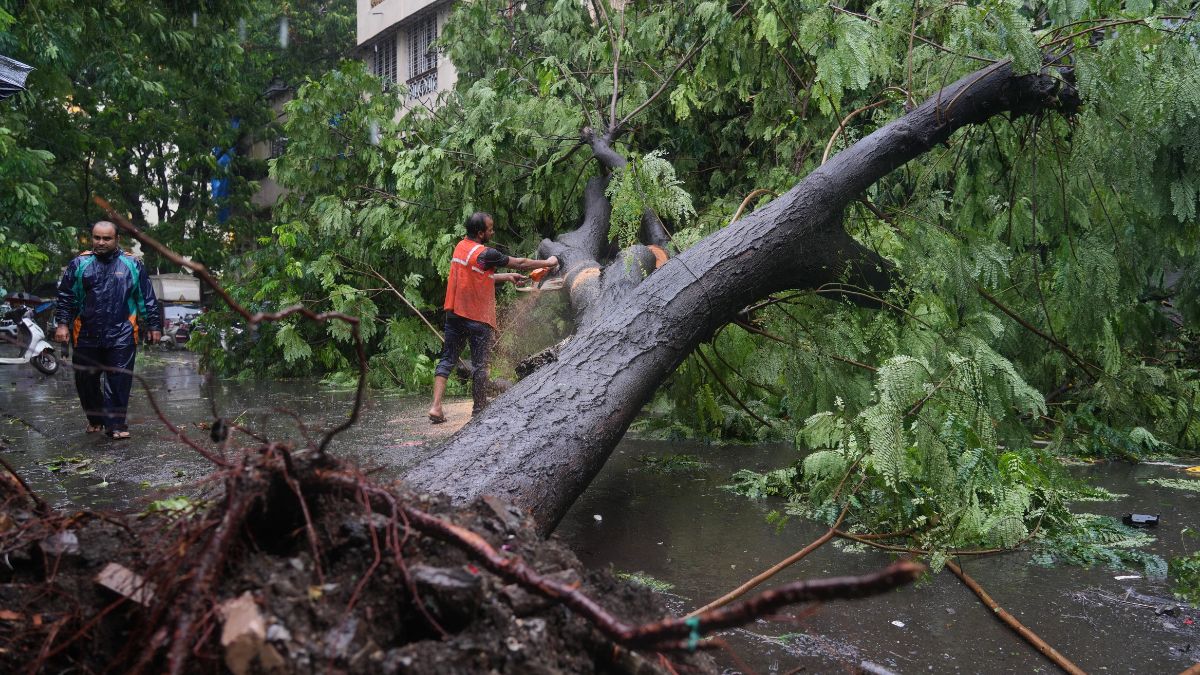 mumbai-tree-monsoon-rains - 1