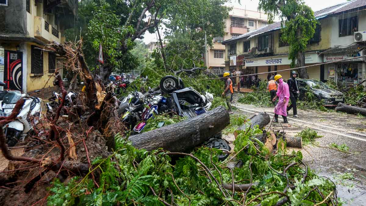 An uprooted tree lies on a road after heavy rainfall and strong winds, in Mahim, Mumbai | PTI