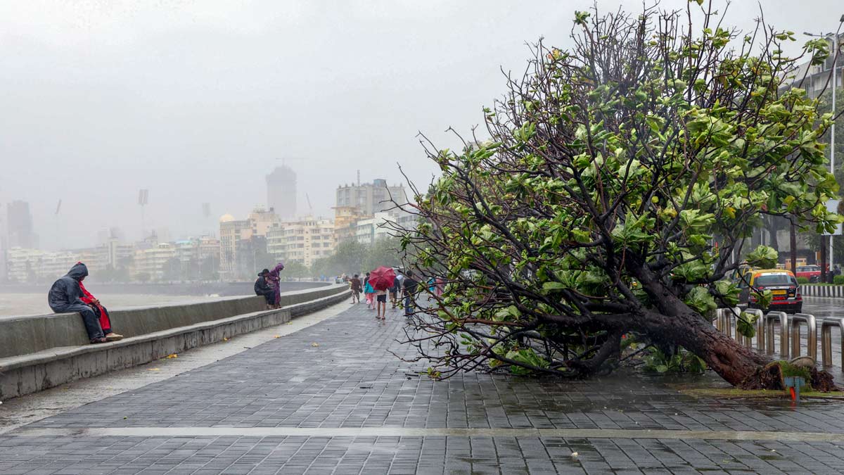 Mumbai's treefall deaths: Are development works making monsoon more dangerous?