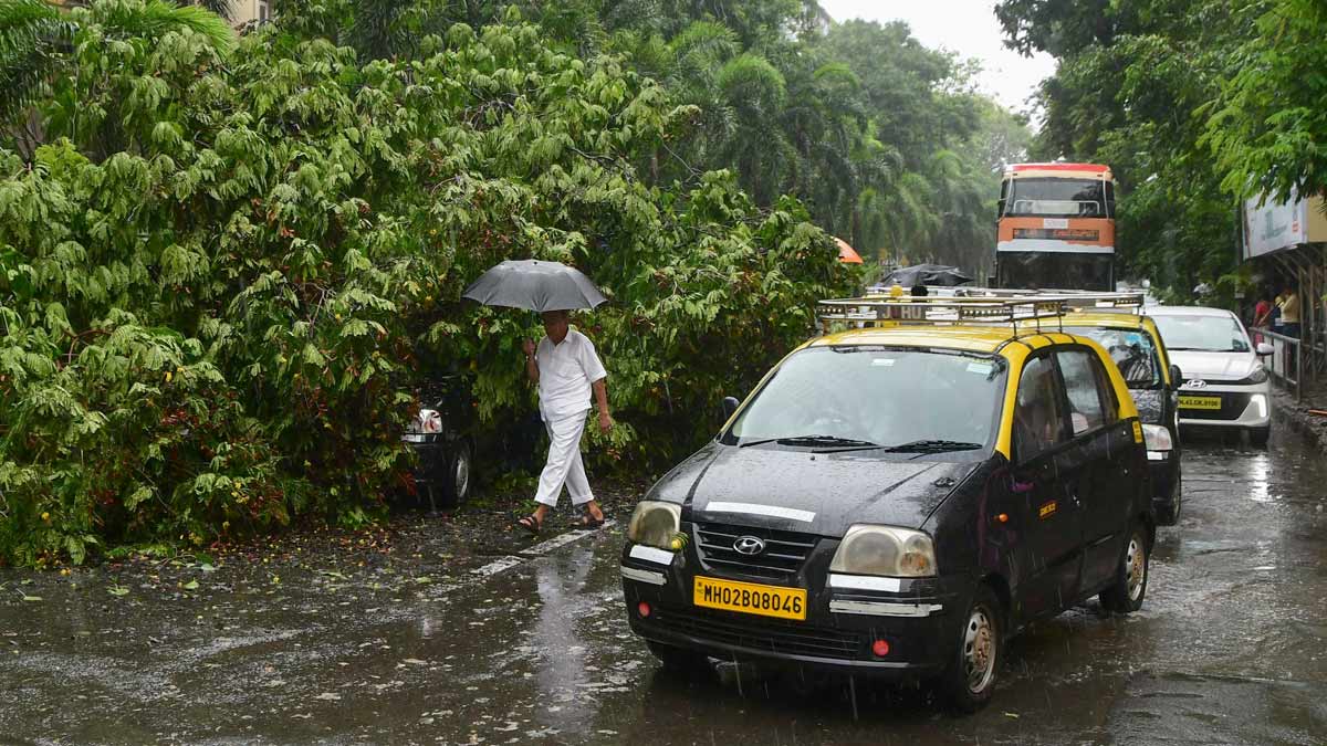 A fallen tree disrupts the vehicular movement on a road after heavy rain and gusty winds, in Mumbai | PTI