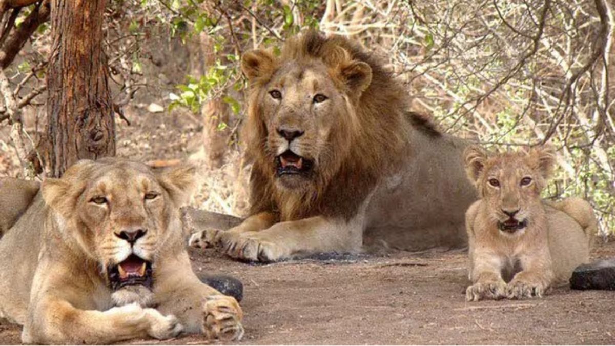 Why Gir's ‘endangered' Asiatic lions need a second home