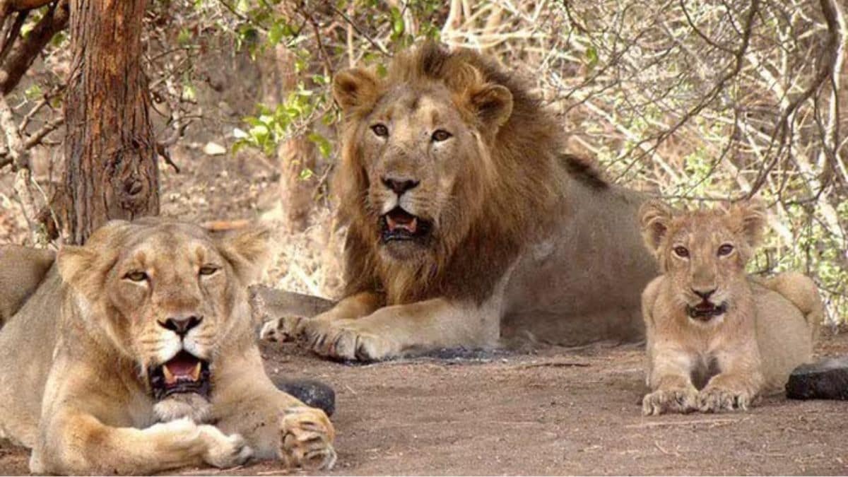 gir-lion - 1
