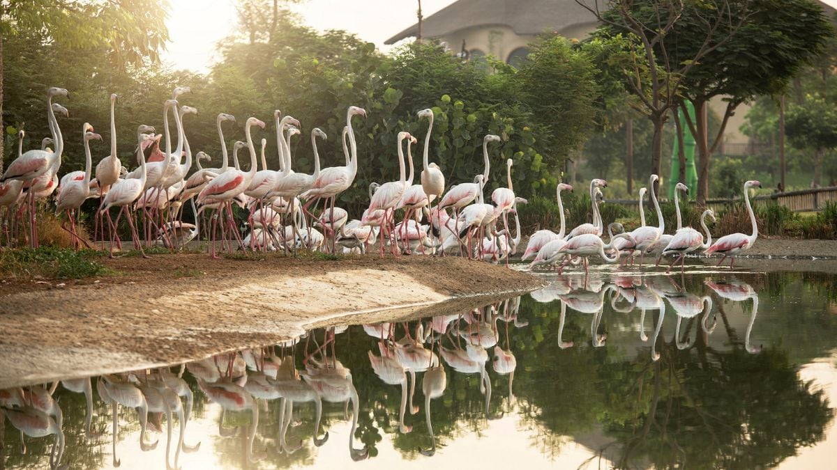 Dubai-safari - 1