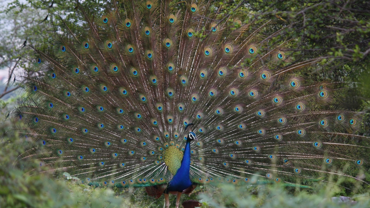 peacock-hunting - 1