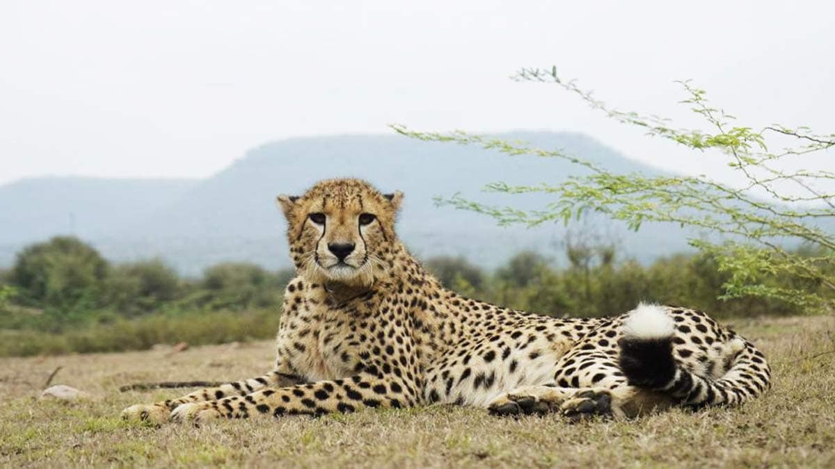 Photo: Project Cheetah