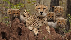 Project Cheetah: From a historic return to a new generation in the wild