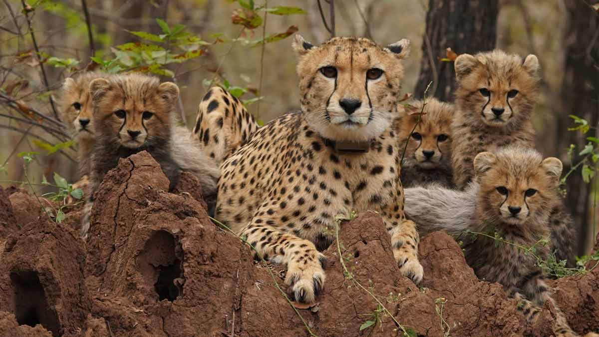 Photo: Project Cheetah