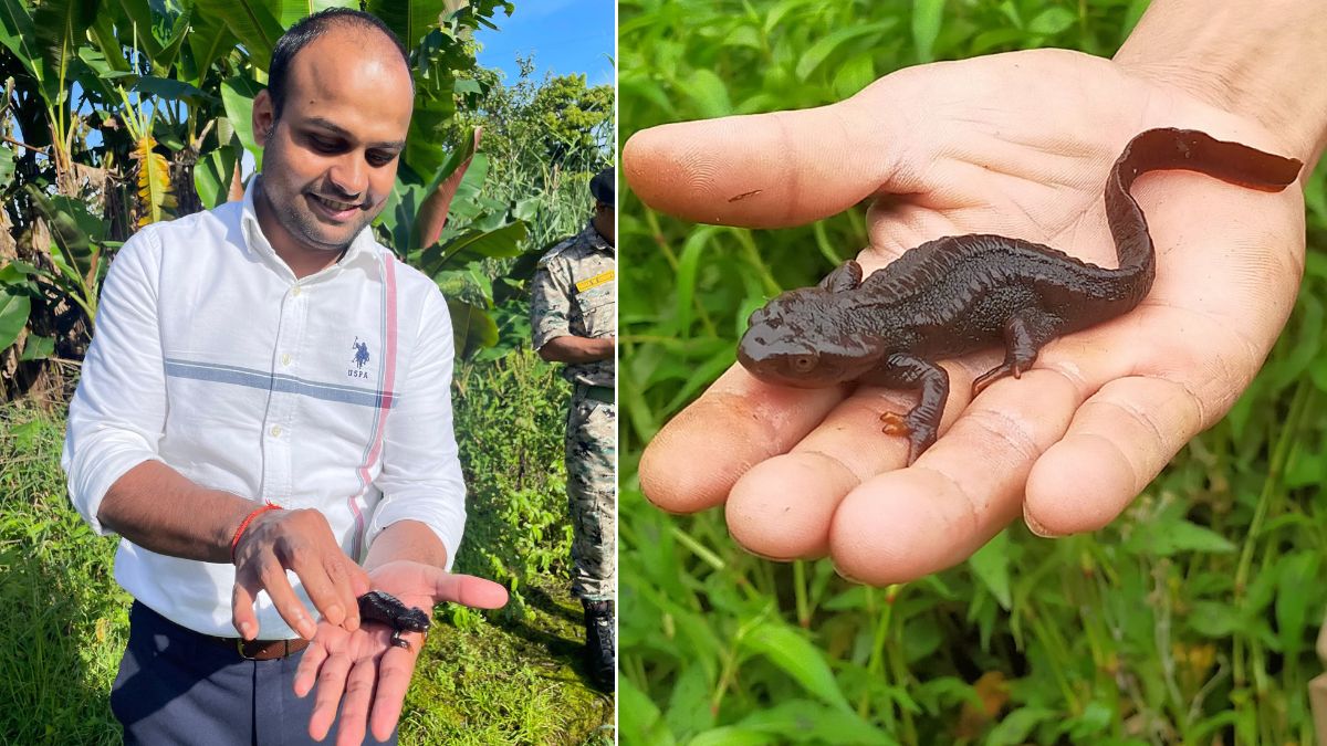 Devesh Pandey with Himalayan salamander