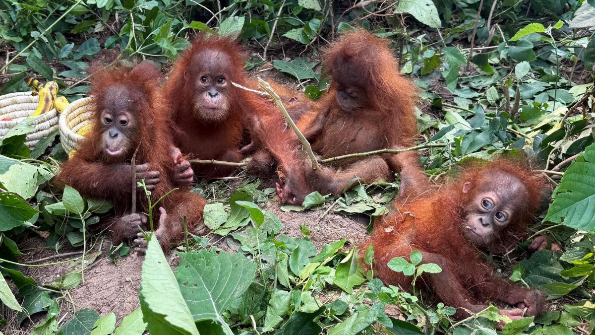 baby-orangutan-odisha - 1