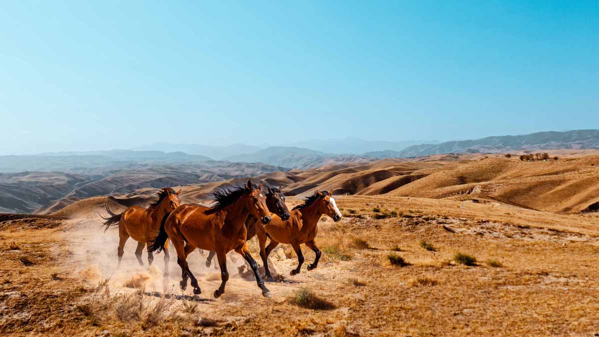 Horses run across the desert scapes of Zomin | Joydeep Mondal
