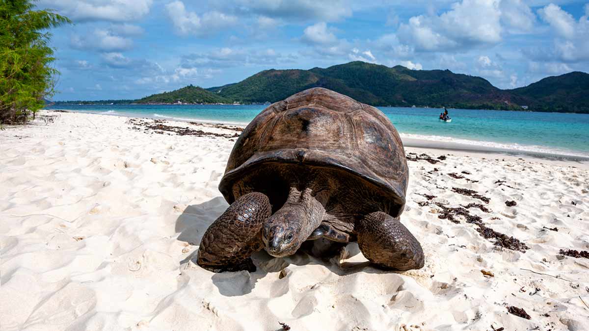 A turtle on the beach on Curieuse island, Seychelles