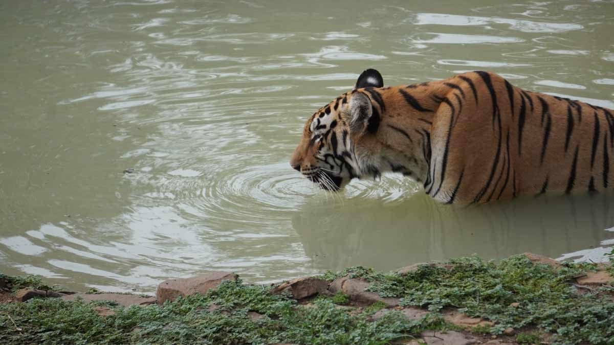 tiger-mp
