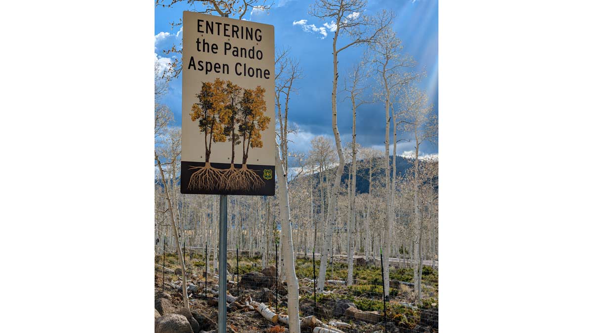 To most visitors, Pando simply appears to be an ordinary aspen grove | Nainaa Rajpaal