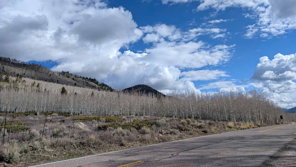 Pando looks like a cluster of thousands of trees in a forest, but it is in fact one single organism | Nainaa Rajpaal