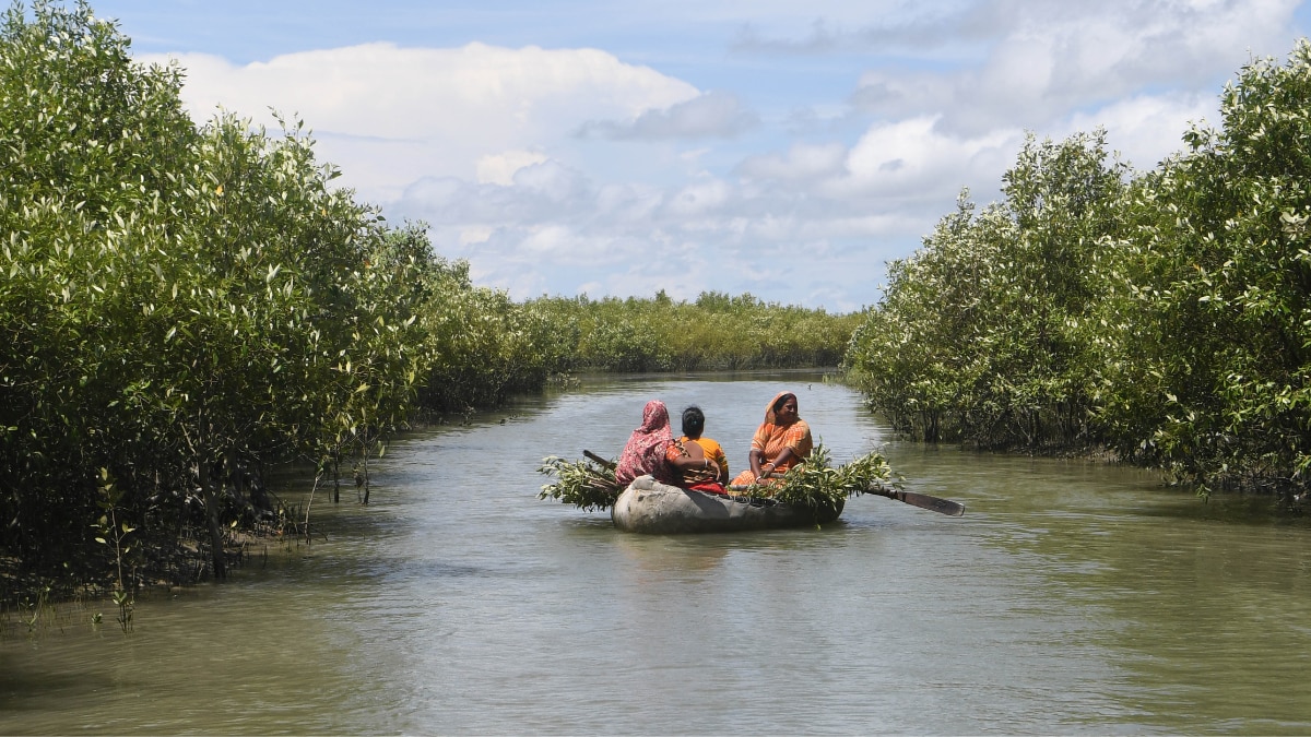Women carrying mangroves to plant them along the shore of the Sundarbans in West Bengal | Salil Bera