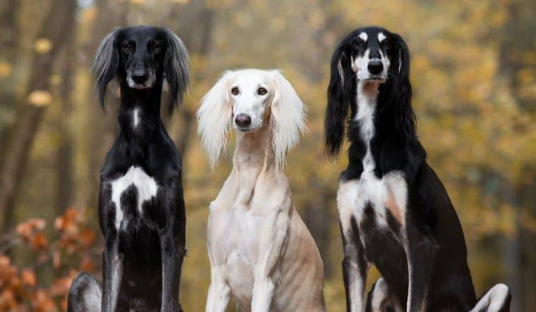 Dog breeds deals for working families