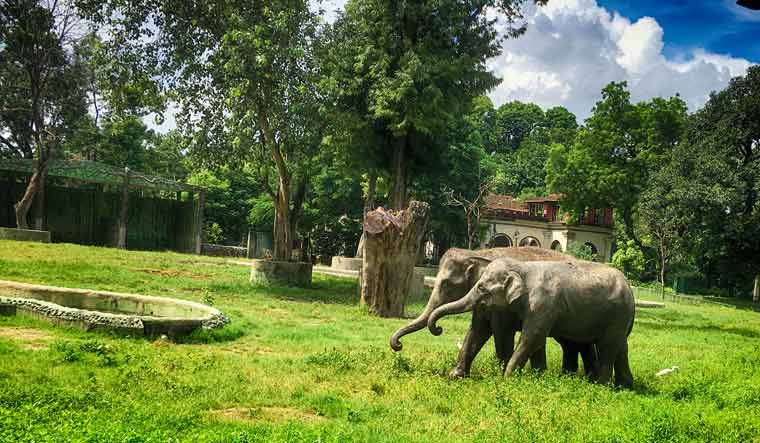 elephants-kolkata-zoo-salil
