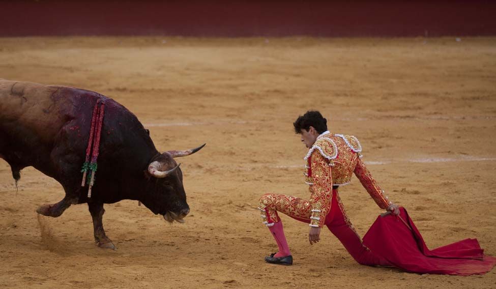 2-bull-fighting