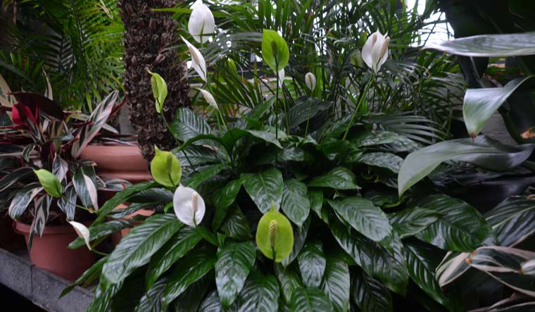 Peace lily deals indoor