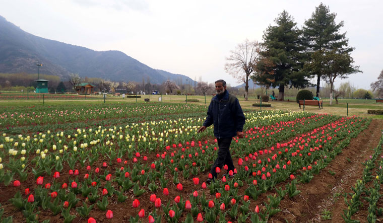 Meet Ghulam Rasool The Man Behind A Million Tulips In Kashmir The Week