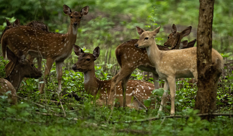 albino-deer